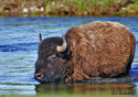 Bison bison